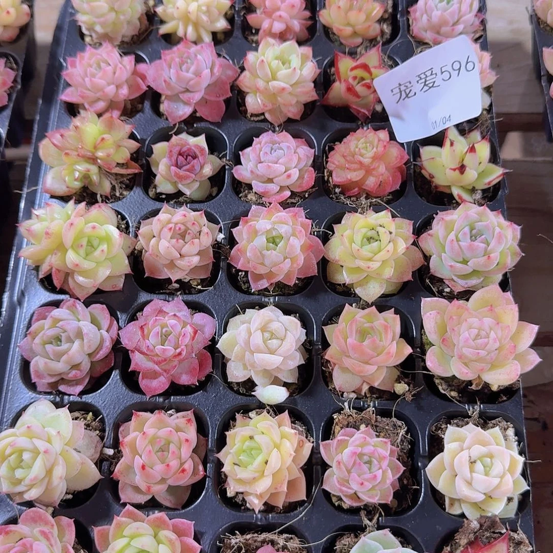 直播福利一物一拍596