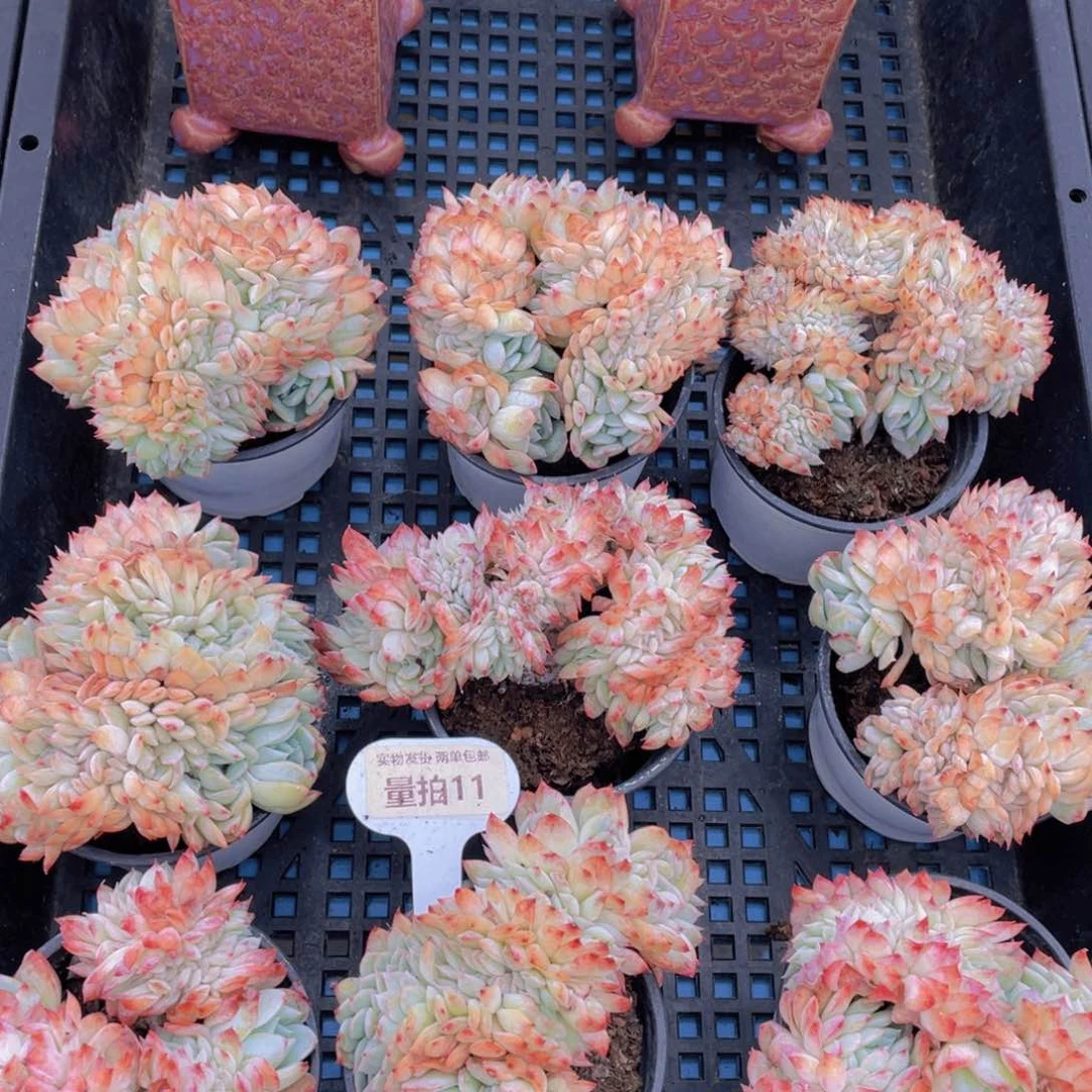 量拍11号莎莎女王缀化带板子一个