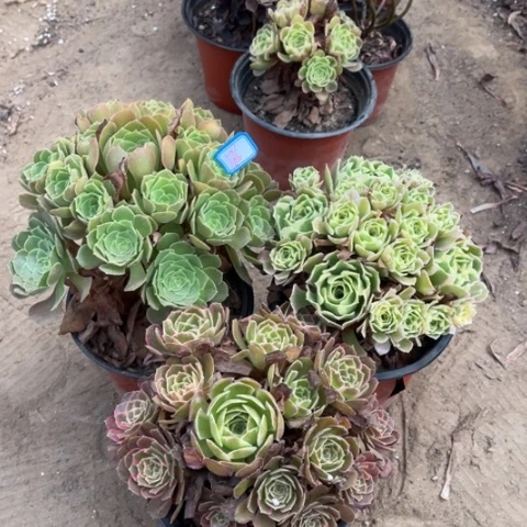 186多肉植物组合，