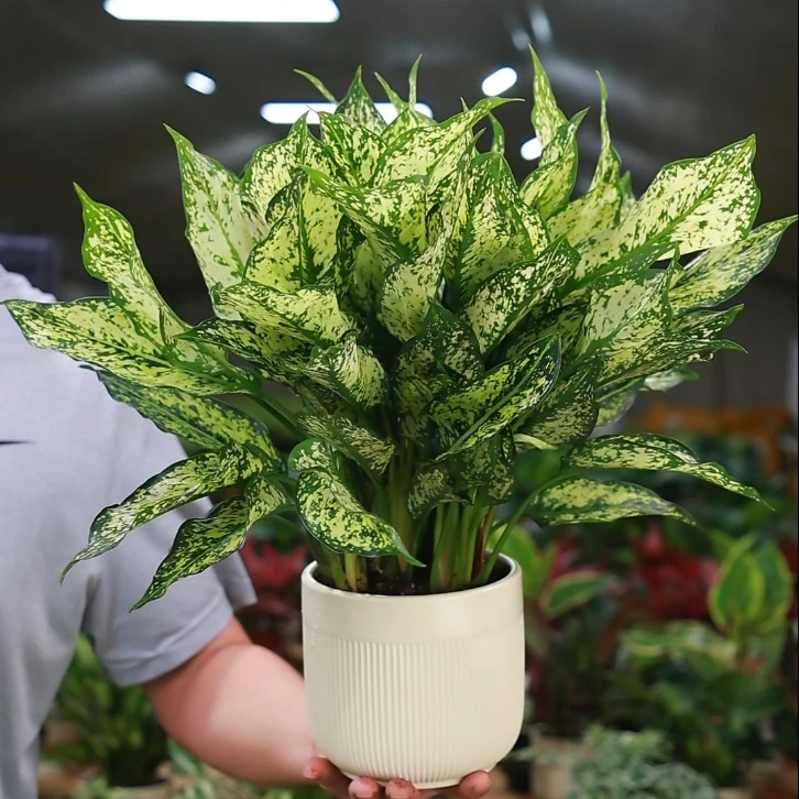 绿翡翠绿植盆栽皇后柠檬皇后盆栽室内绿植花卉四季常青好养吸甲醛