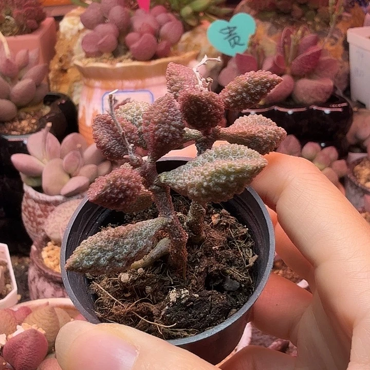 荔枝皮。
