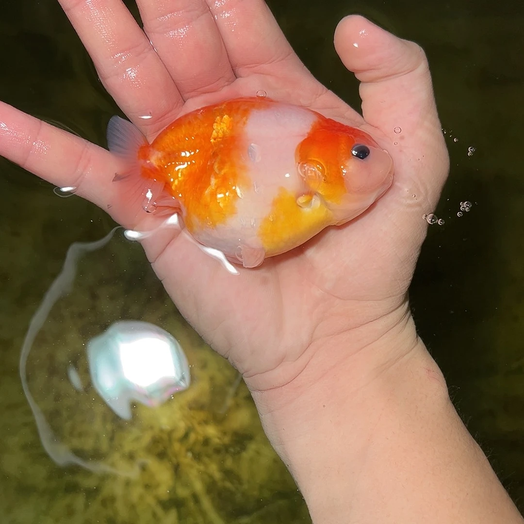 金鱼兰寿金鱼活体链接