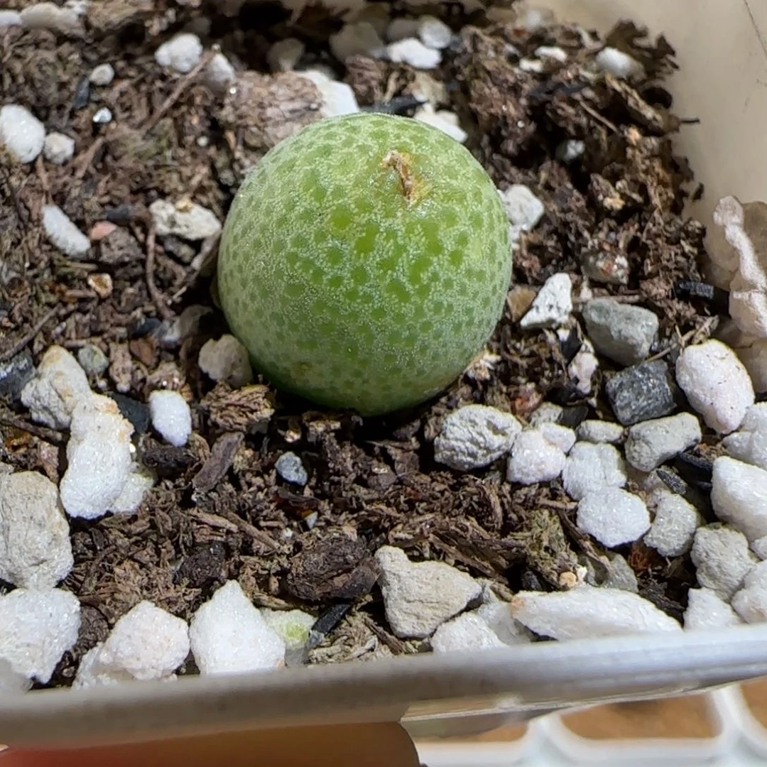 肉锥多肉植物组合-玉米559