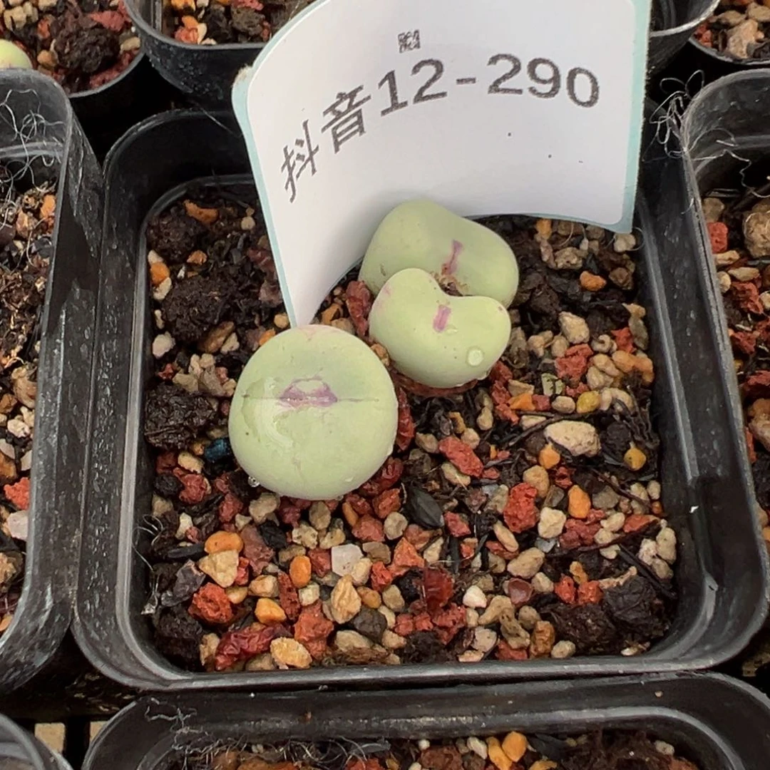 12-290肉锥多肉植物