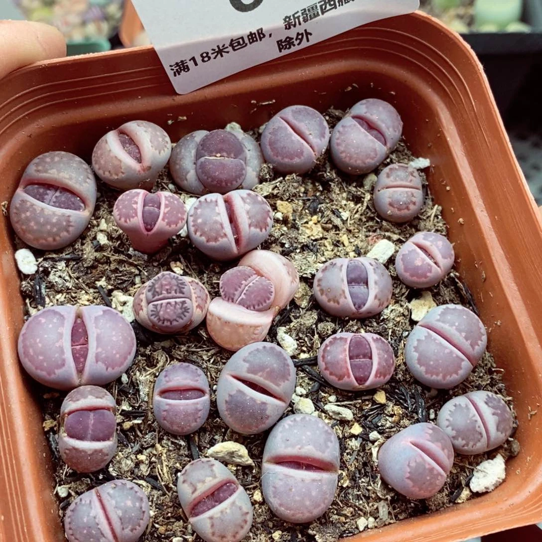 我的小姐姐们都是我的小可爱663