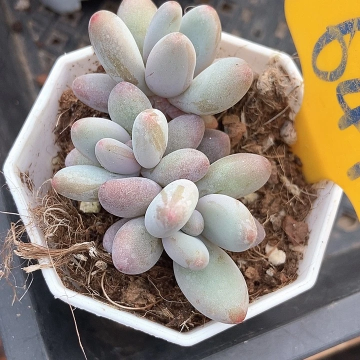 小***子多肉植物白兰地641