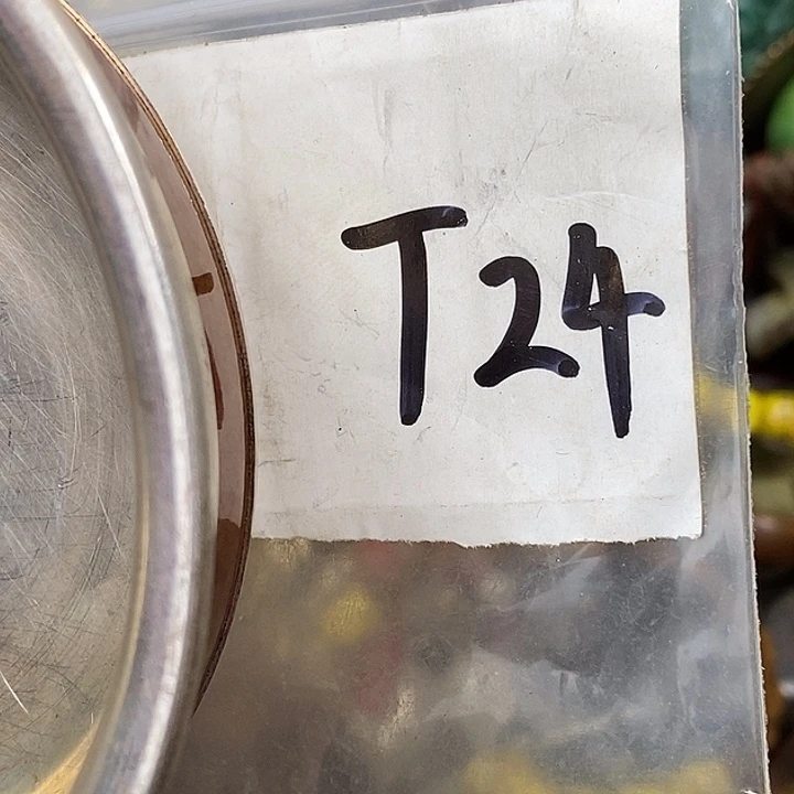 雄***狮德宝文玩专属链接