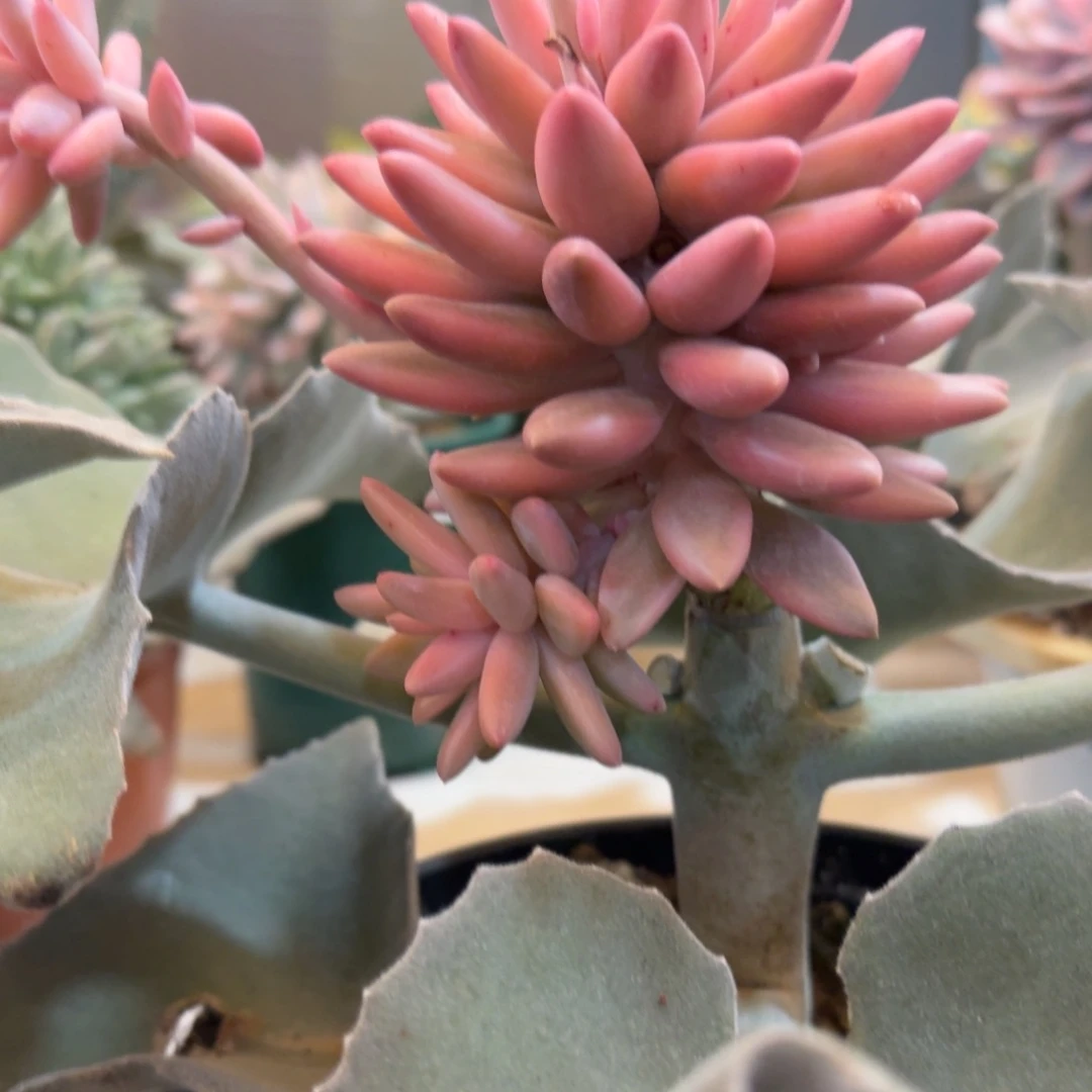 红蜻蜓 安吉园艺锦锦