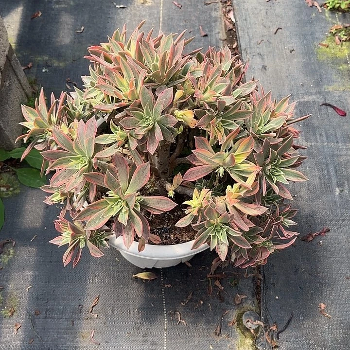 法师多肉植物枫叶瑕疵