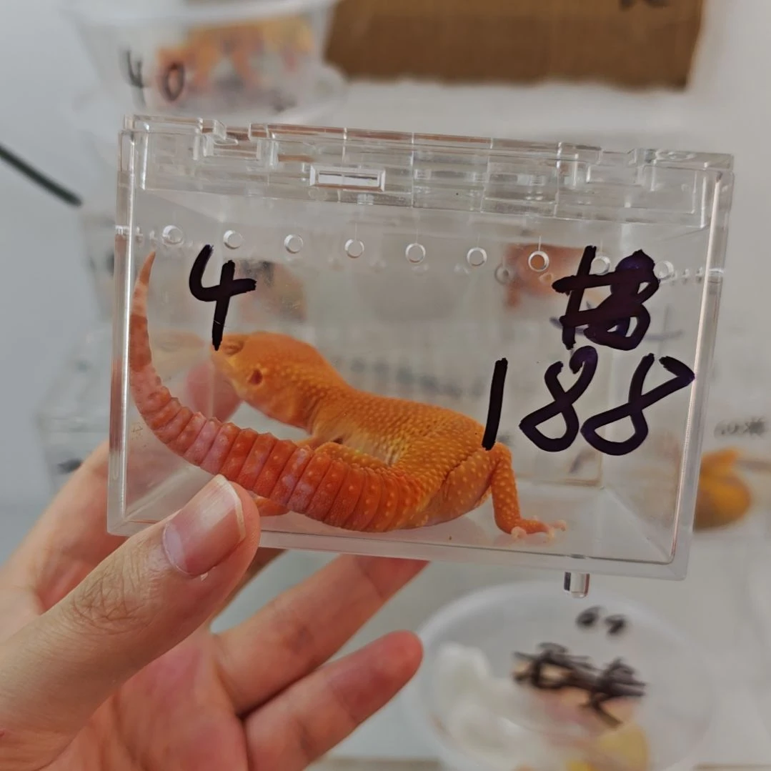 4号贝尔蜜橘160。。。