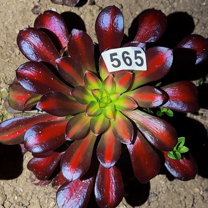 565梅花珀迪中班多肉植物处理不售后