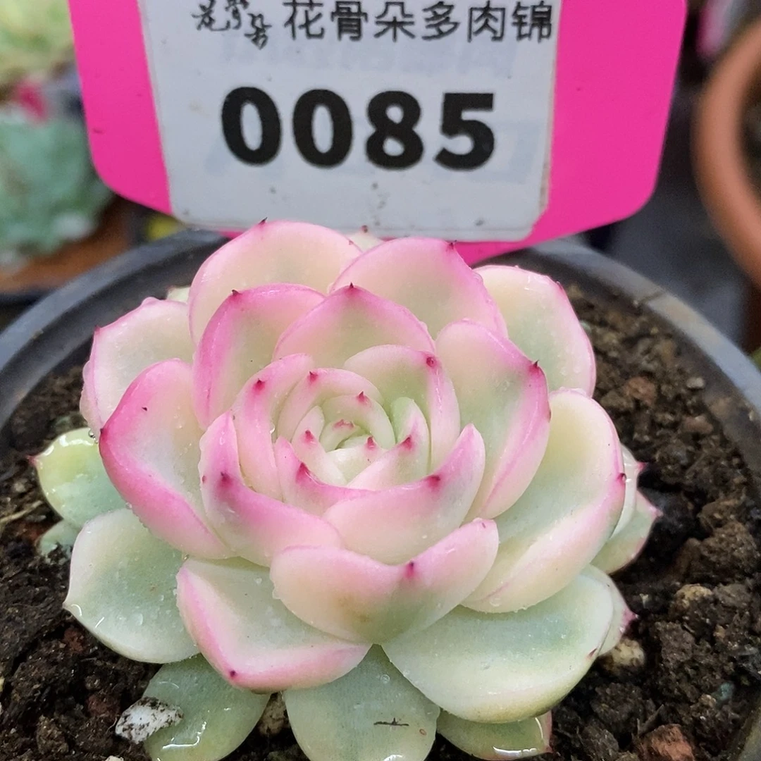 85哈哈哈哈哈哈哈