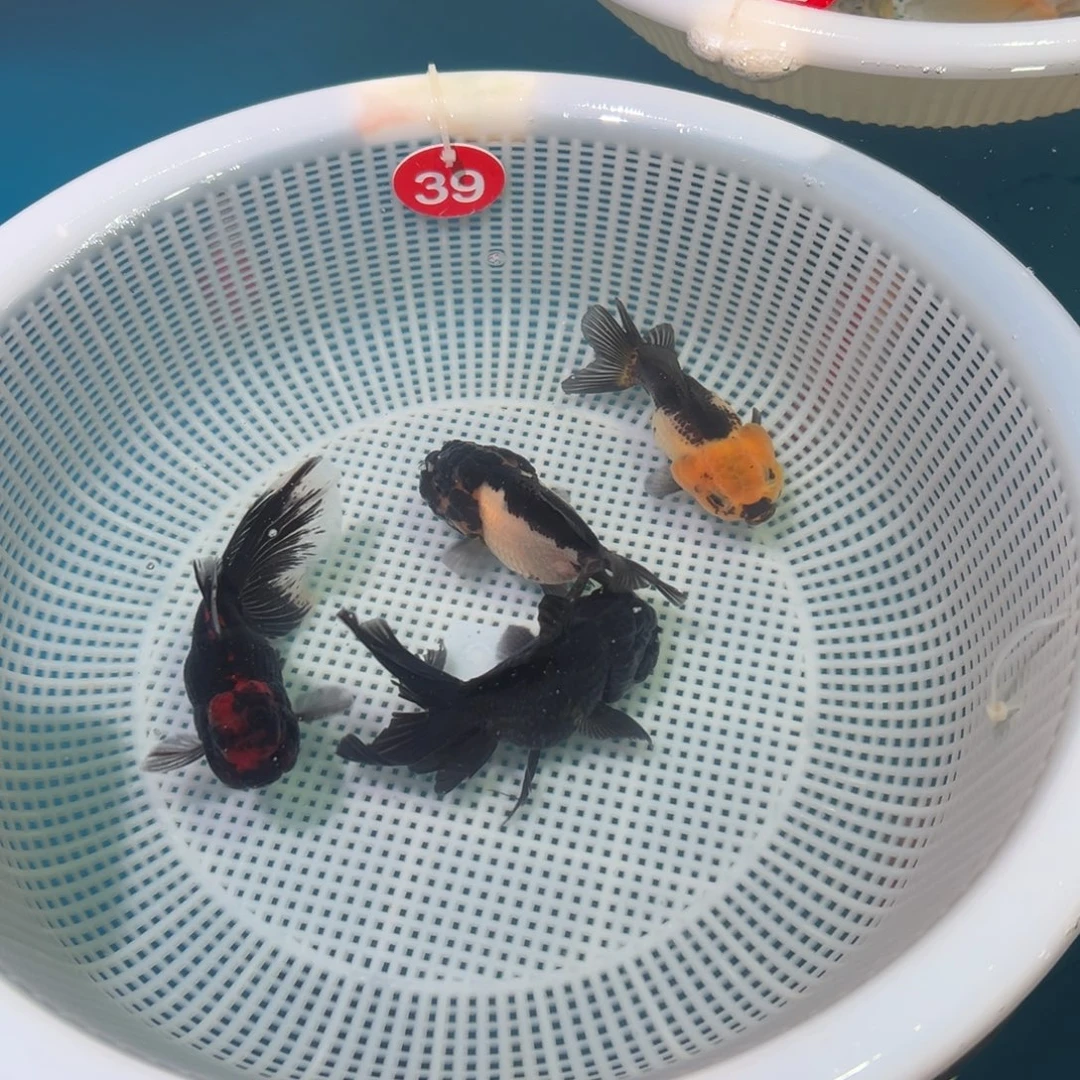金鱼冷水观赏鱼混搭