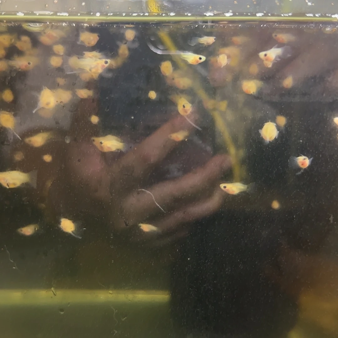 孔雀鱼黑金蕾丝玻璃猫球C苗10条随机