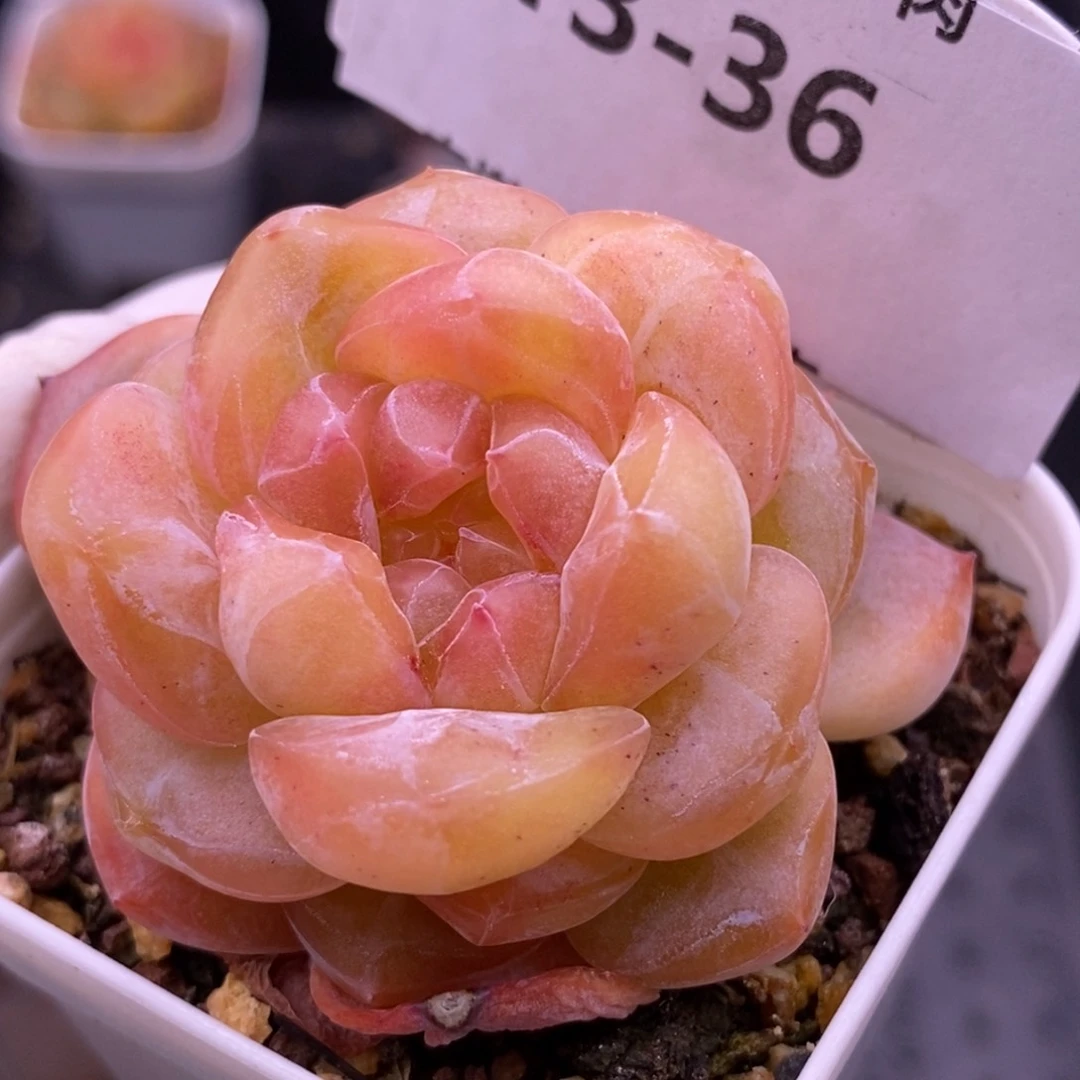 【闪购商品】13-36