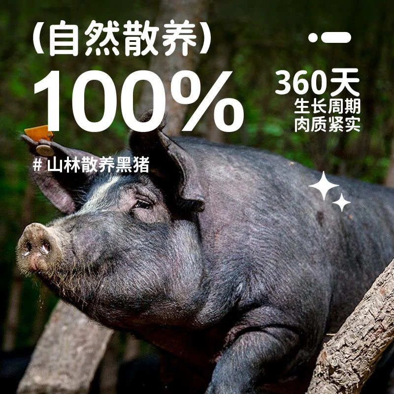 农家土黑猪 一物一拍 下单送肥膘