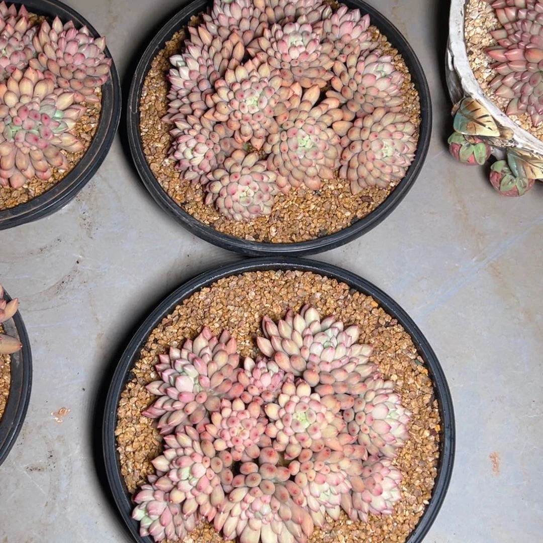 欣怡小姐姐寄养11111111