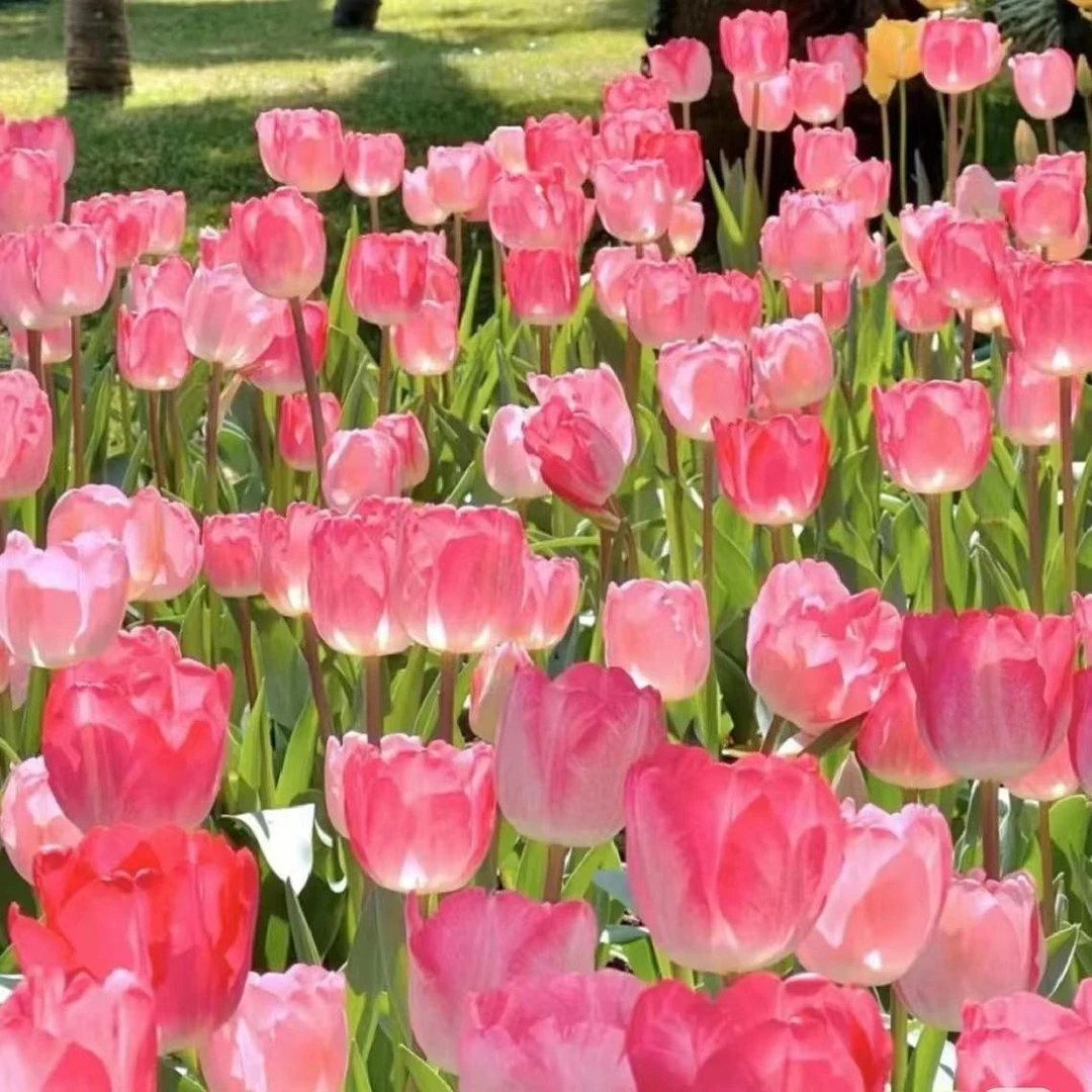 【郁金香】盆栽带花苞花卉阳台党鲜花植物盆栽绿植