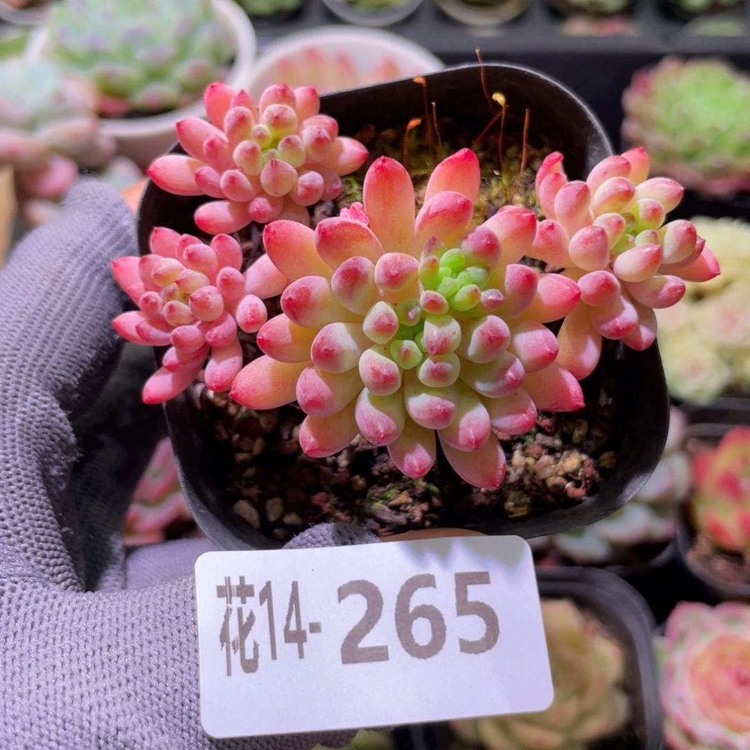 花利美14-265烟花