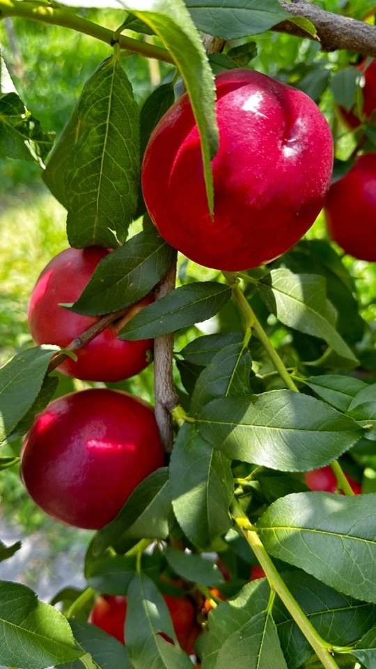 中油金夏，六月下旬成熟，脆甜桃品种，果面红亮。