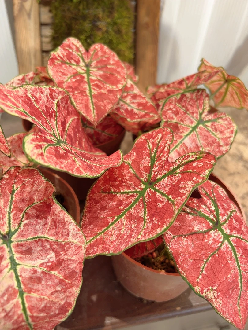 樱花雨彩叶芋（拍下发直播间类似苗情）