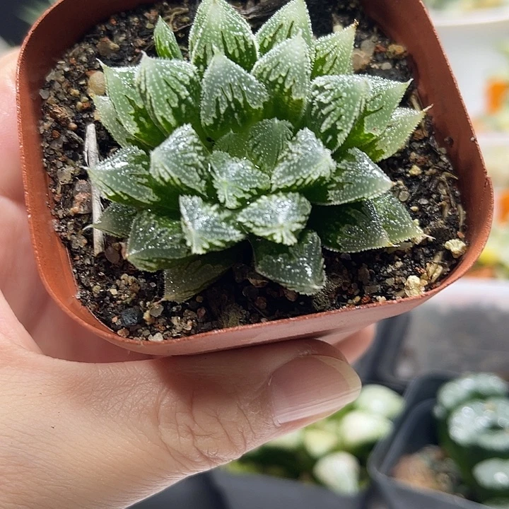 十二卷多肉植物白帝城