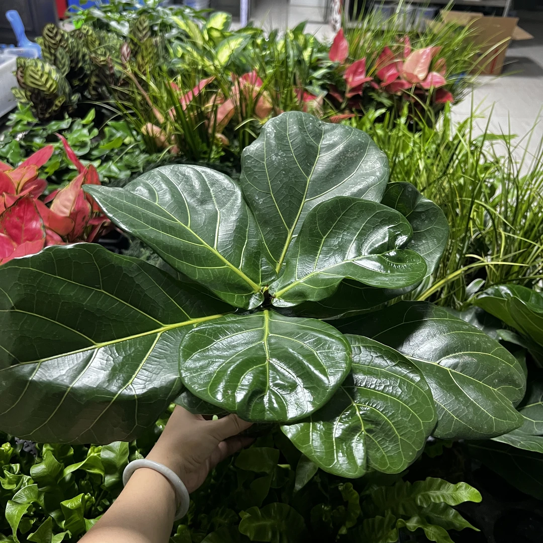 琴叶榕苔藓球新中式室内好养耐阴绿植