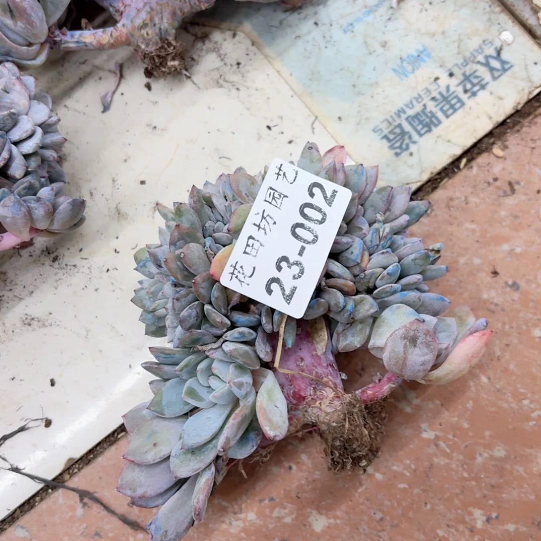 桐***723.002星影树缀