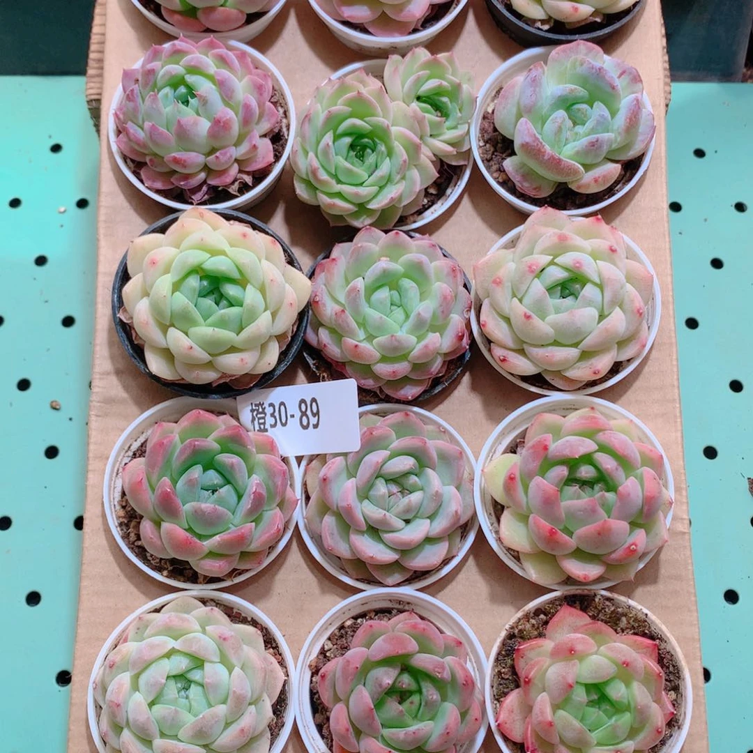 30-89一物一拍带盆18颗