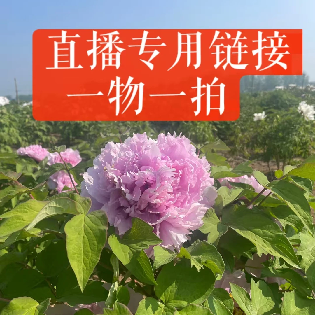 牡丹芍药直播专用链接