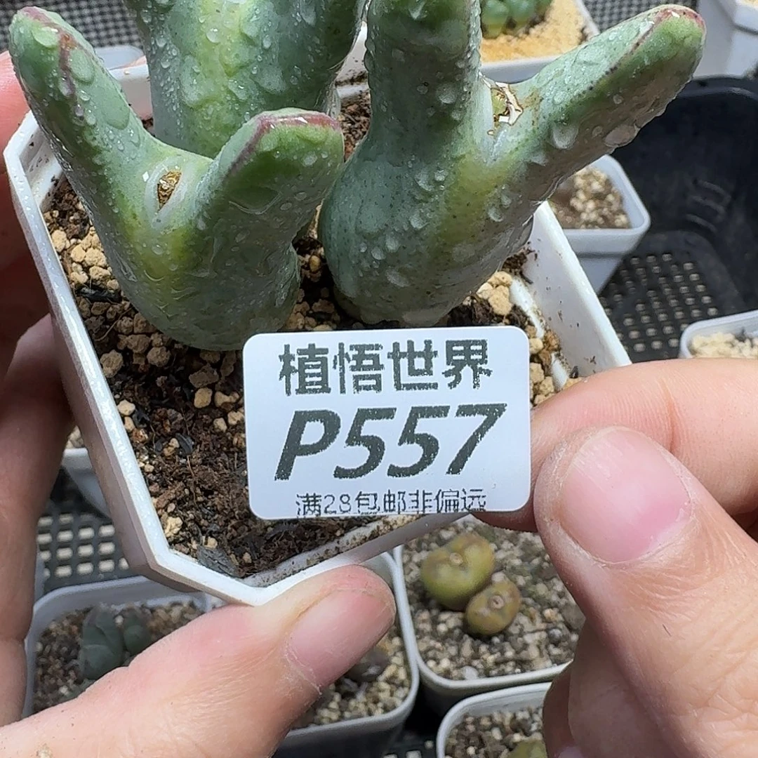 多肉植物的润泽fvbn