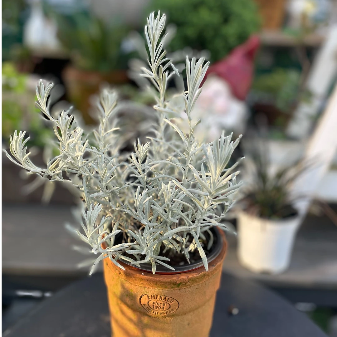 冰锥蜡菊 银叶菊 银灰色调花园庭院阳台观叶植物好养易活耐寒耐热