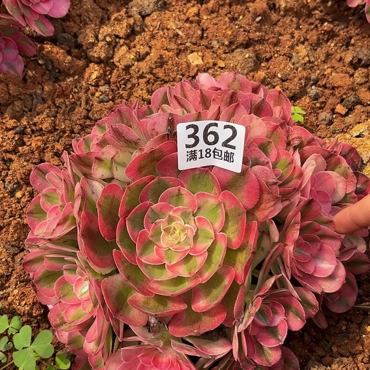 362倾城朵朵无根发货