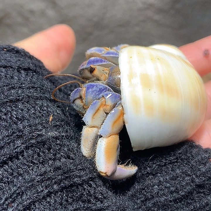 2.4口径奔跑的寄居蟹7号