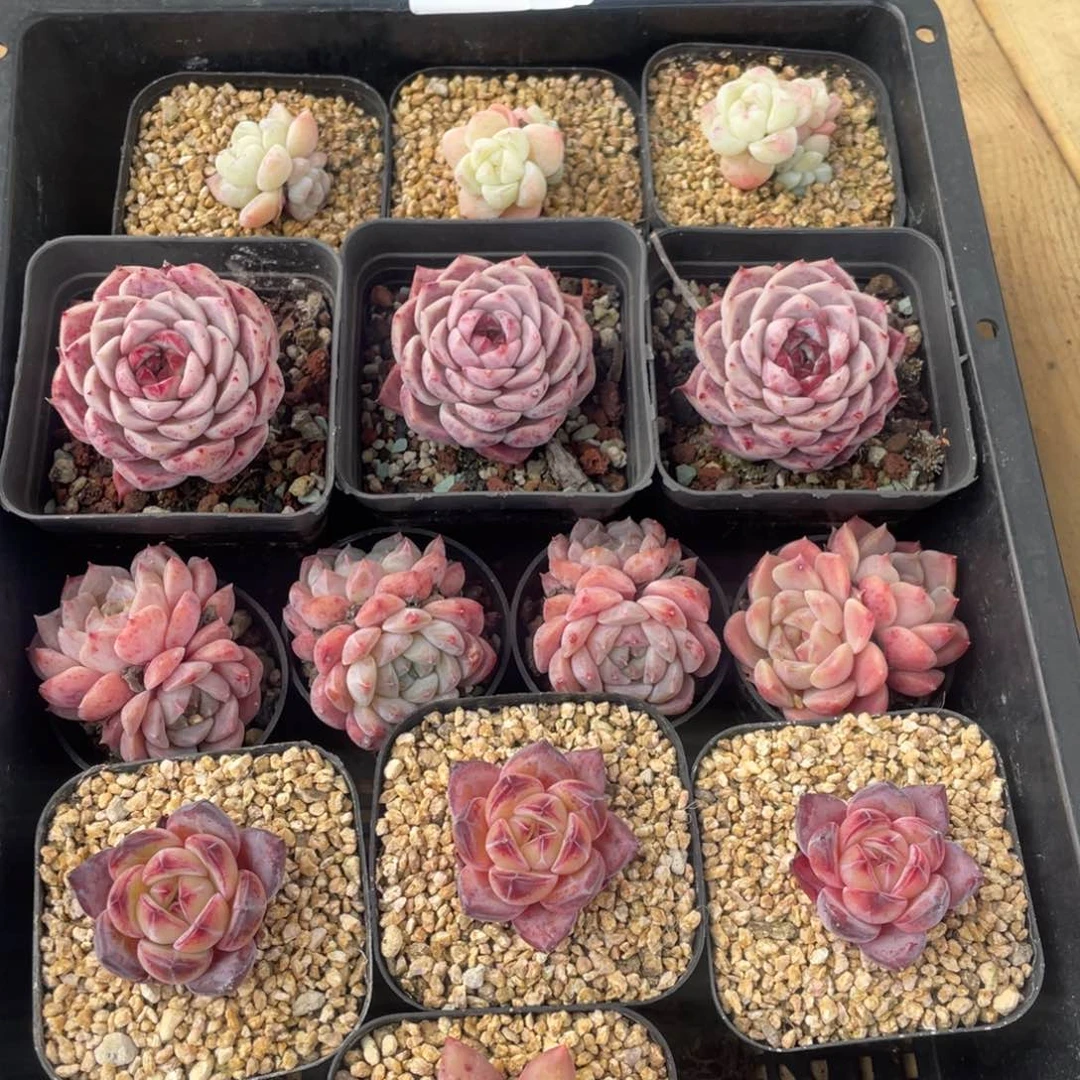 多肉植物十四个055