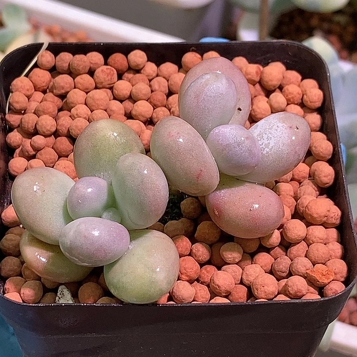 月亮石奶酪锦多肉植物