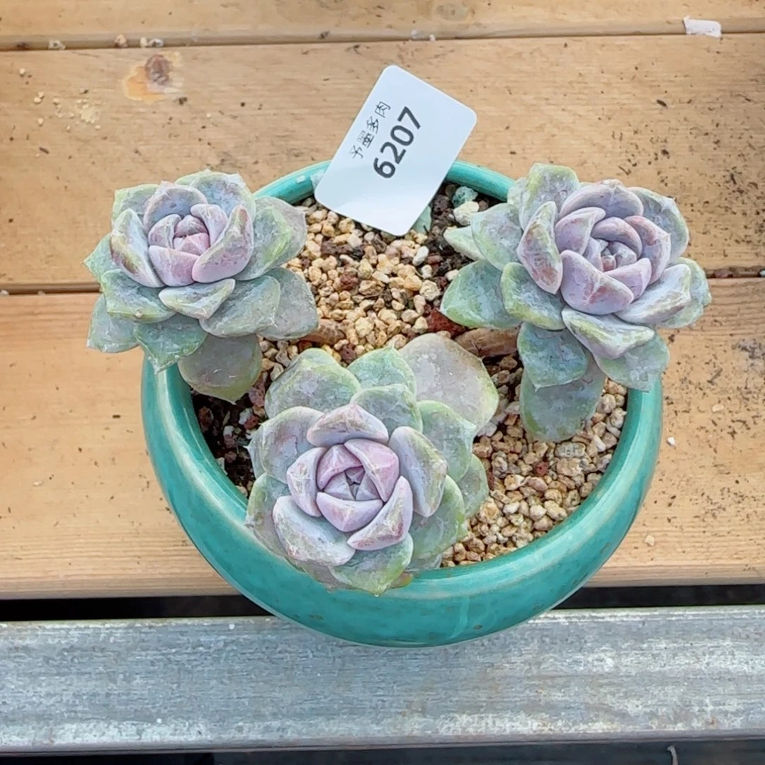 汉堡无砍，6207多肉植物