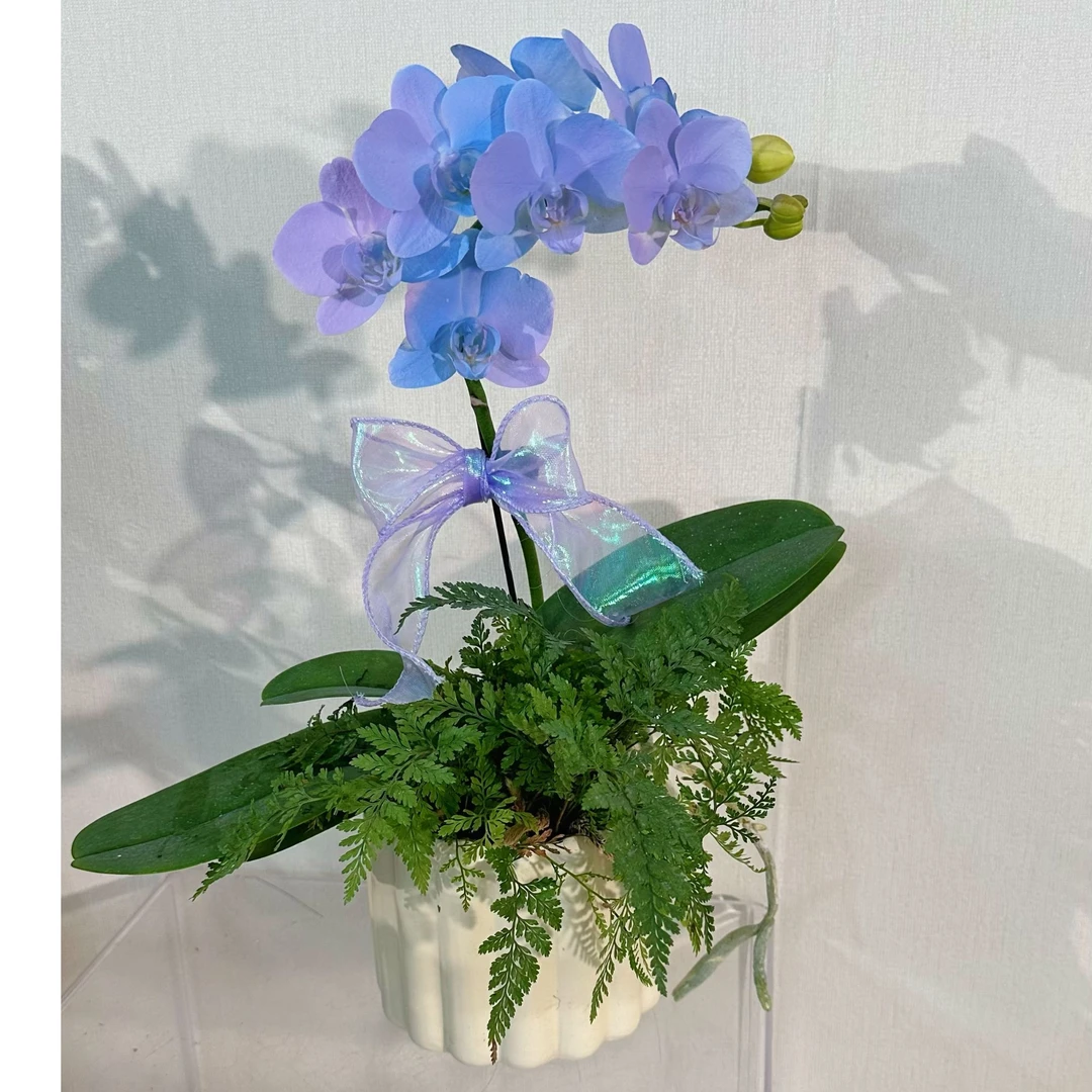 【极光-艺术组盆】（蓝紫色）桌面精致孔雀兰蝴蝶兰盆栽喷色带花
