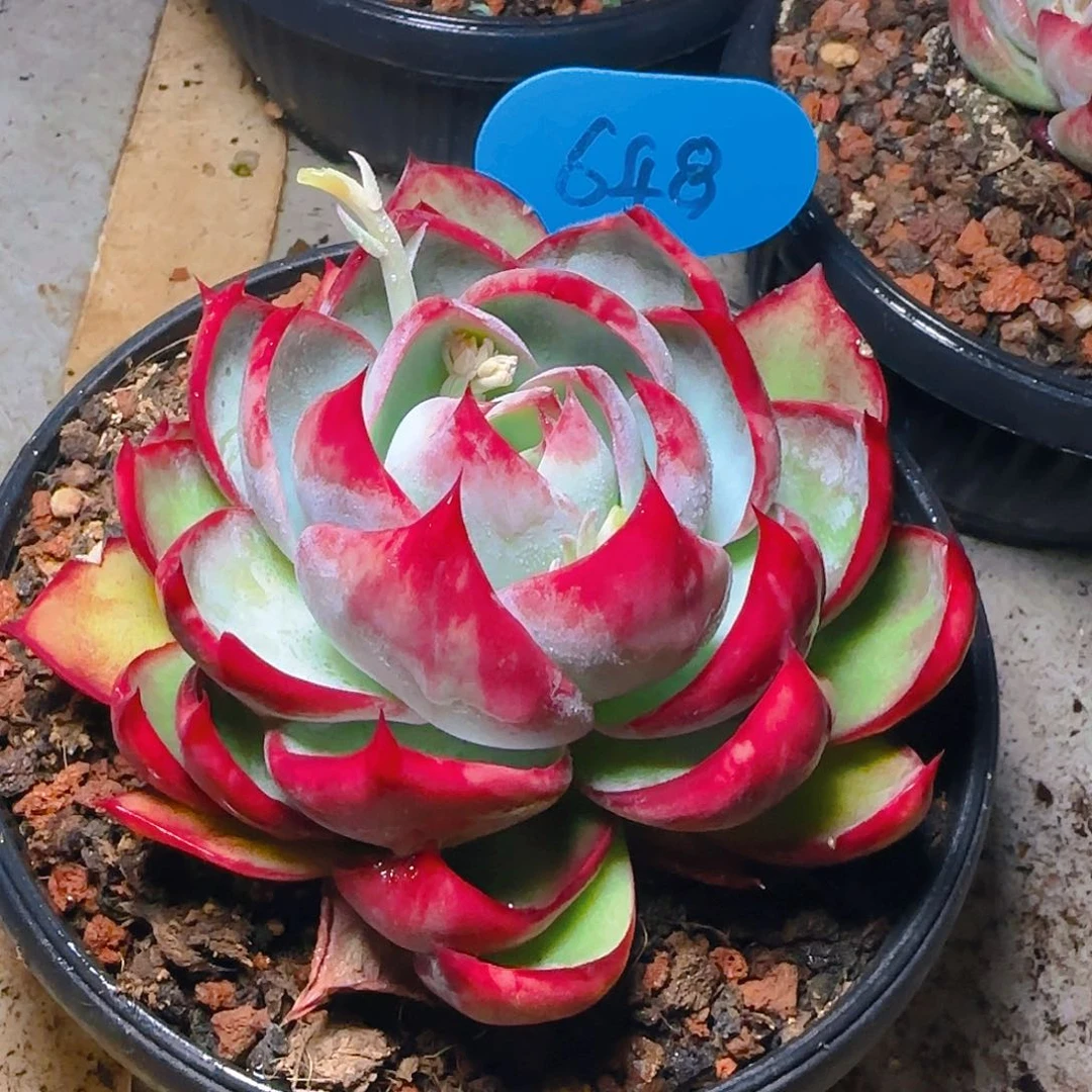 惊鸿仙子一物一拍648号