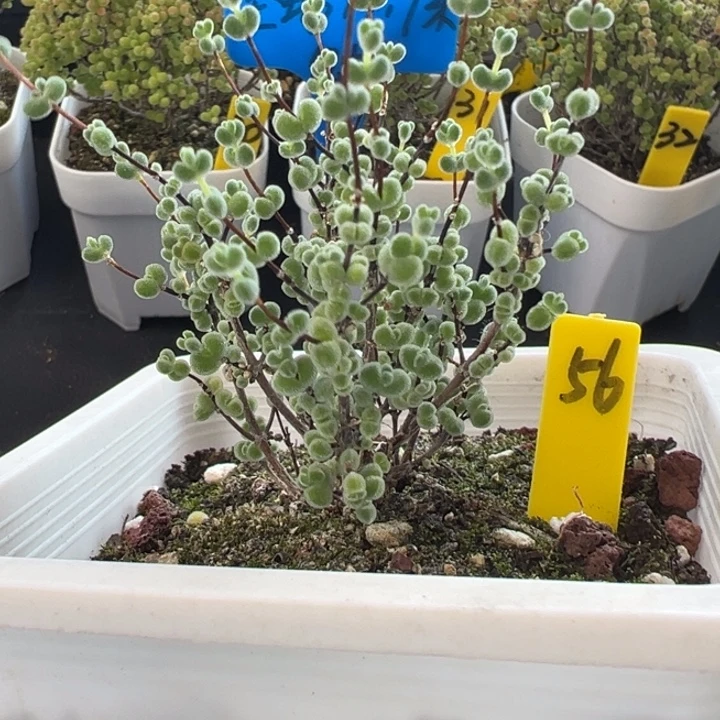 56号莱斯 一物一拍
