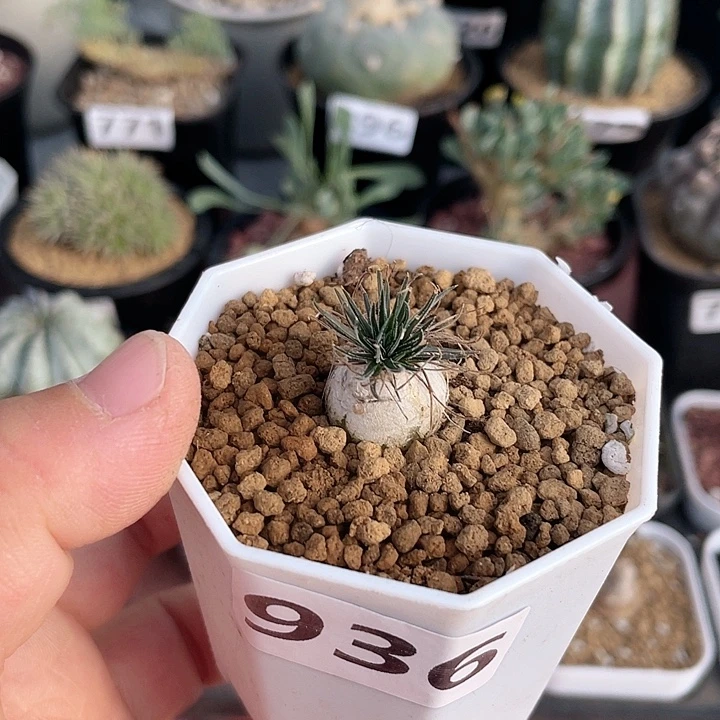 936毛叶迷你海葱，