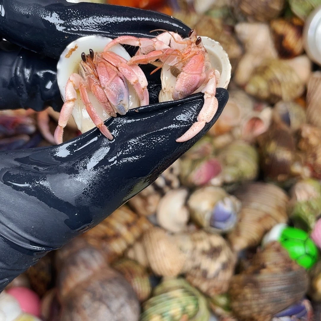 L***｀寄居蟹寄居蟹4524