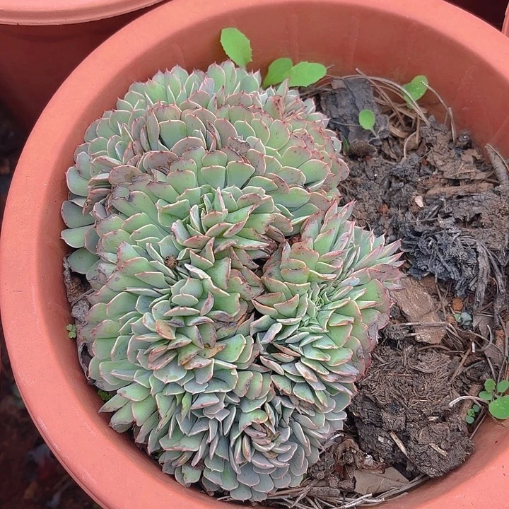 多肉植物。。。。。。。。。。。。。。。