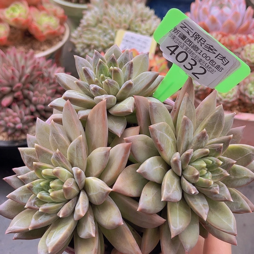 4032幻影美人多肉植物