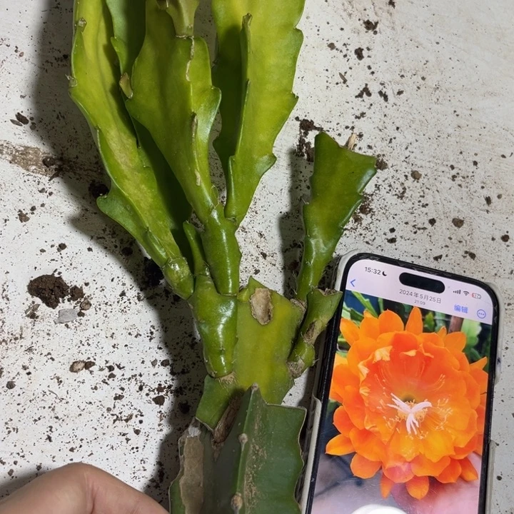 当前无花栽培后可以开花137