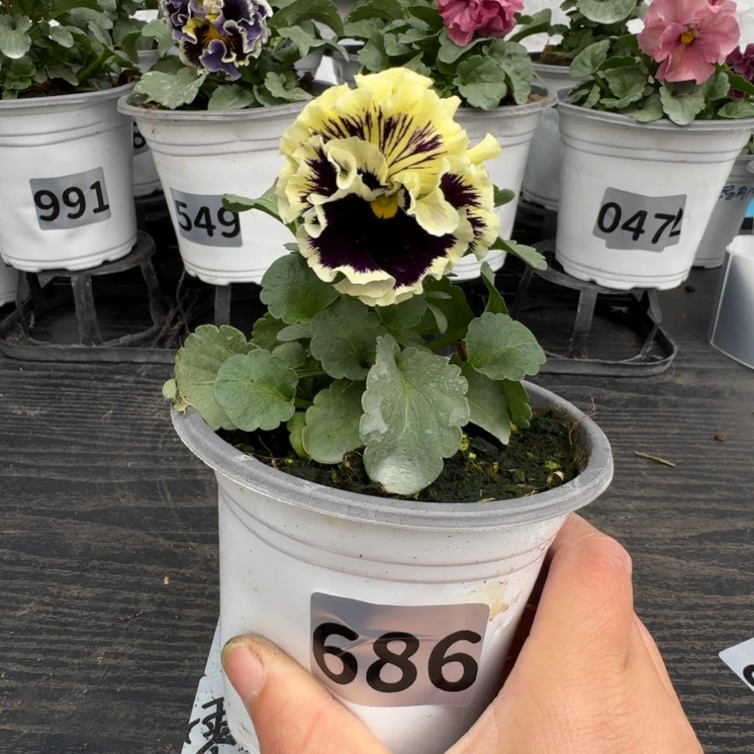 全部花朵686号德古拉