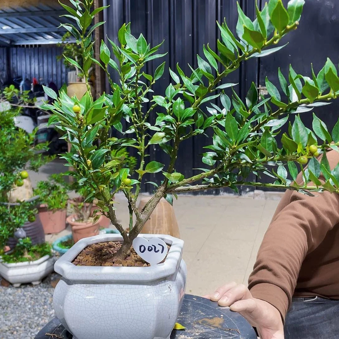 完全开放用*八房柑八房柑