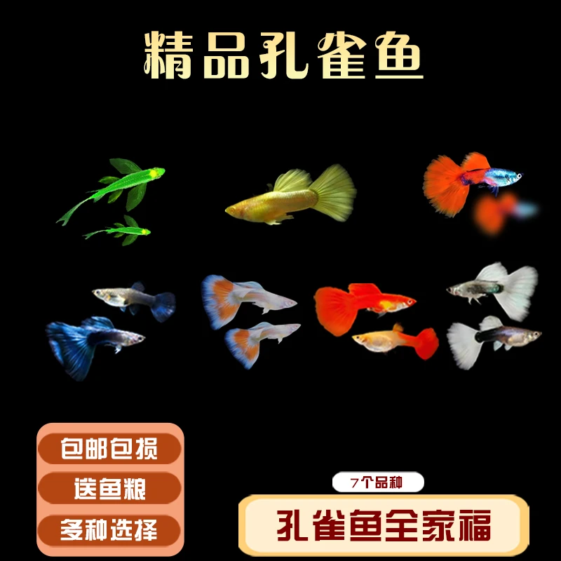 精品孔雀鱼 多种全家福 小型热带胎生淡水活体观赏鱼(入缸不包损)