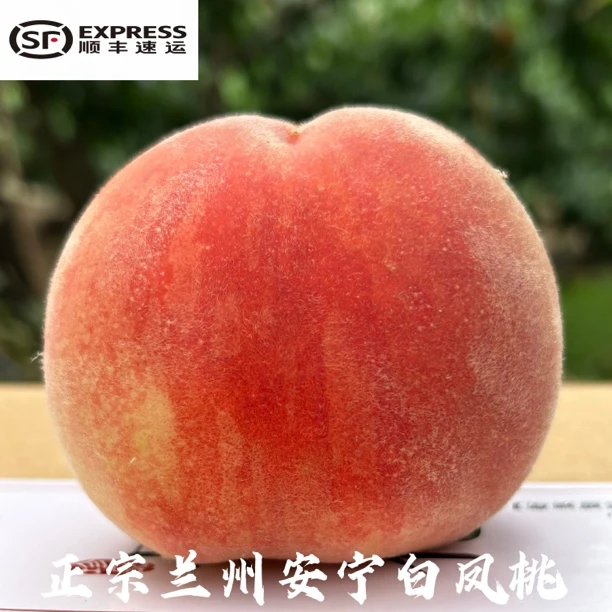 省内｜正宗兰州安宁白凤桃白粉桃时令生鲜现摘发顺丰冷链空运包邮