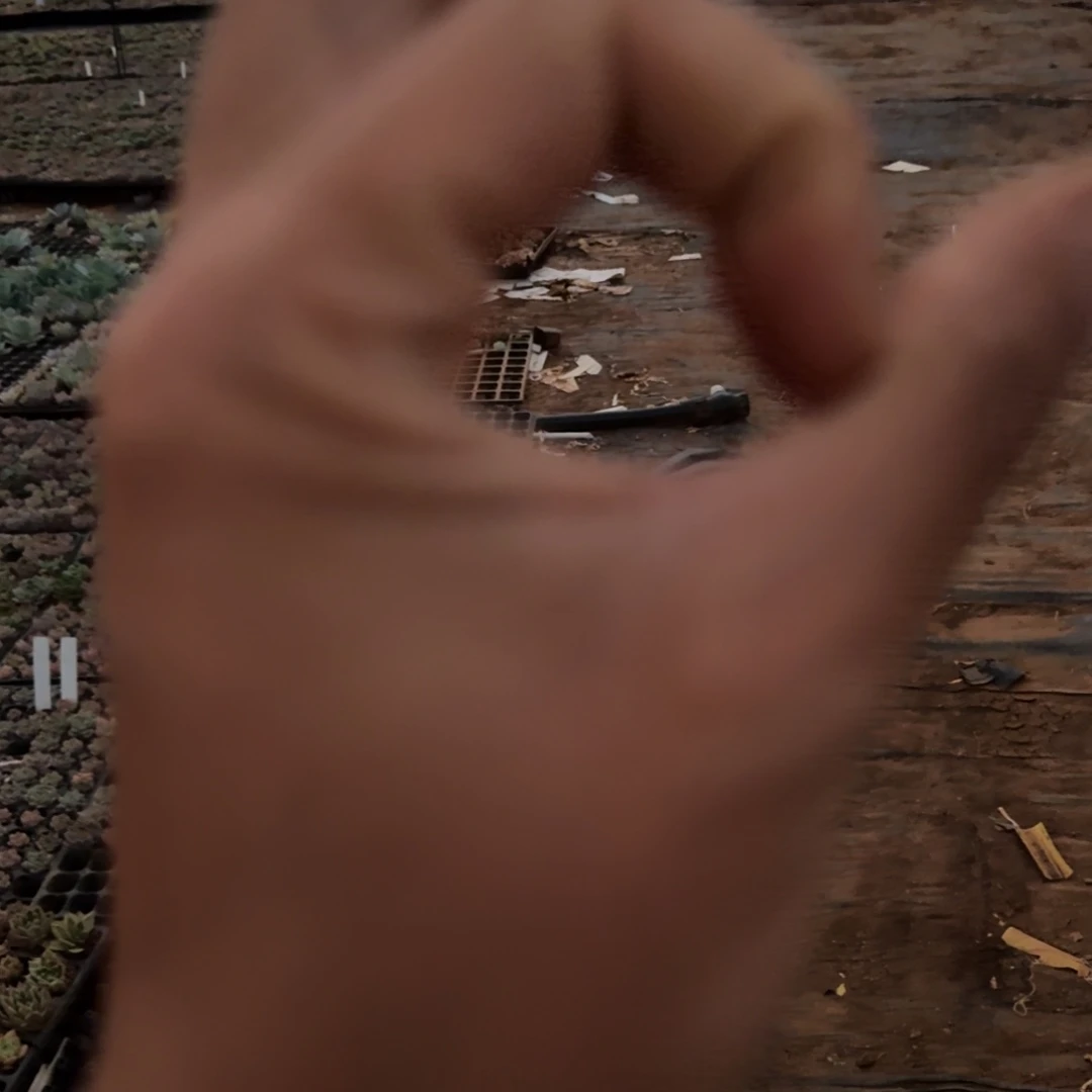 下播福利麦秆十棵量拍17亩水池边